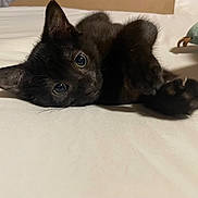 Olive is registered to the contest to win money with this photo: kitten, black_cat, pet, animal, cute, lying_down, white_background, bed, paw, fur, whiskers, indoor, small, young, curious, playful, close_up, mammal, feline, resting