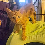 Gidget joined the competition — help win amazing prizes! abyssinian, animal, blanket, cat, closet, cupboard, den, doghouse, egyptiancat, furniture, indoors, kennel, kitten, manx, pet, plywood, siamese, wood