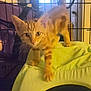 abyssinian, animal, blanket, cat, closet, cupboard, den, doghouse, egyptiancat, furniture, indoors, kennel, kitten, manx, pet, plywood, siamese, wood