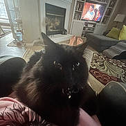 Satchmo is registered to the contest to win money with this photo: cat, black_cat, indoor, living_room, fireplace, television, person, feet, rug, couch, lamp, bookshelf, decor, carpet, window, blinds, relaxing, home, furniture, pet