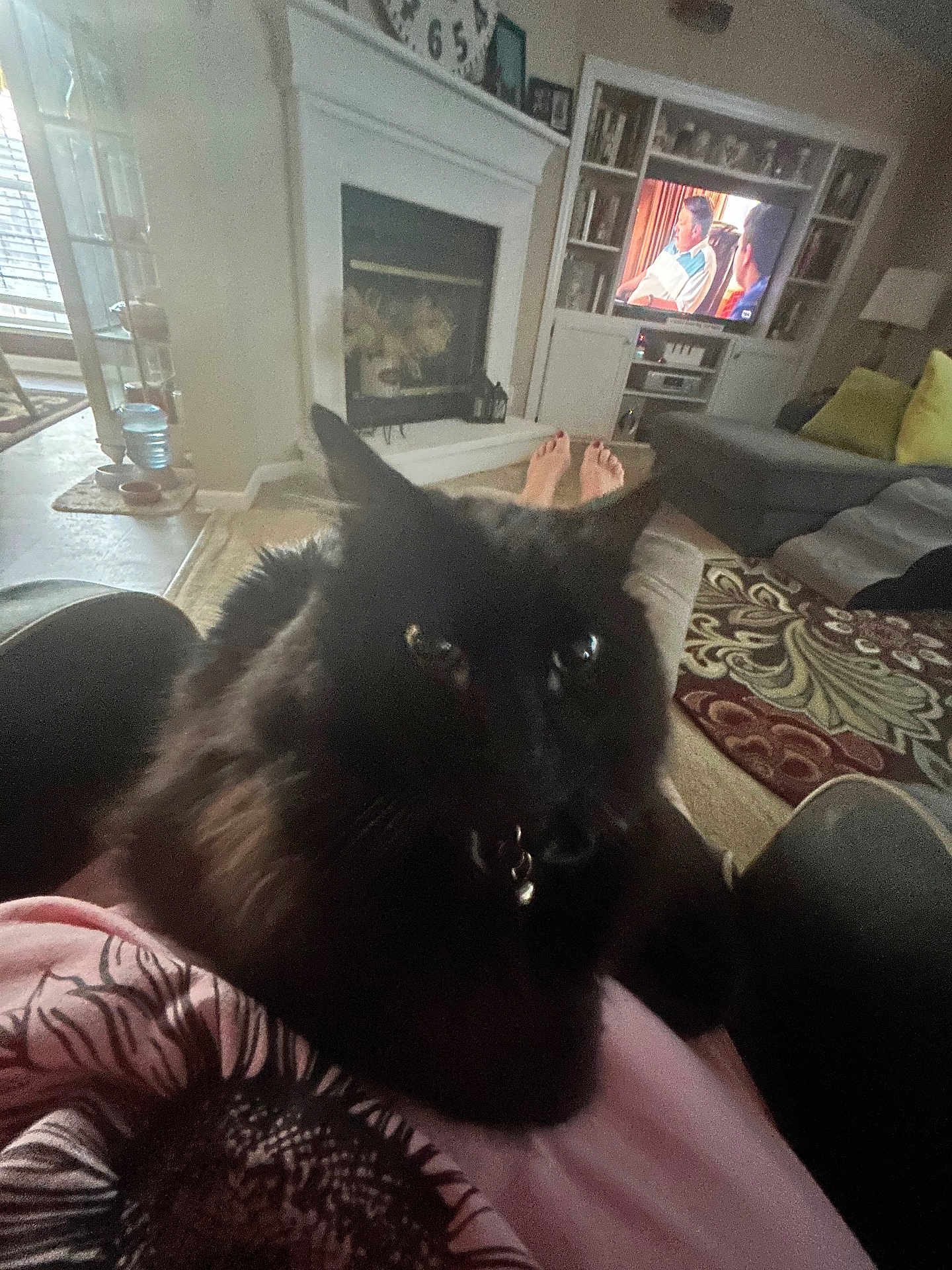 Satchmo is registered to the contest to win money with this photo: cat, black_cat, indoor, living_room, fireplace, television, person, feet, rug, couch, lamp, bookshelf, decor, carpet, window, blinds, relaxing, home, furniture, pet