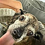 dog, close_up, brindle, pet, animal, licking, person, hand, indoor, wicker_chair, face, cute, affection, fur, whiskers, eyes, nose, snout, companion, domestic