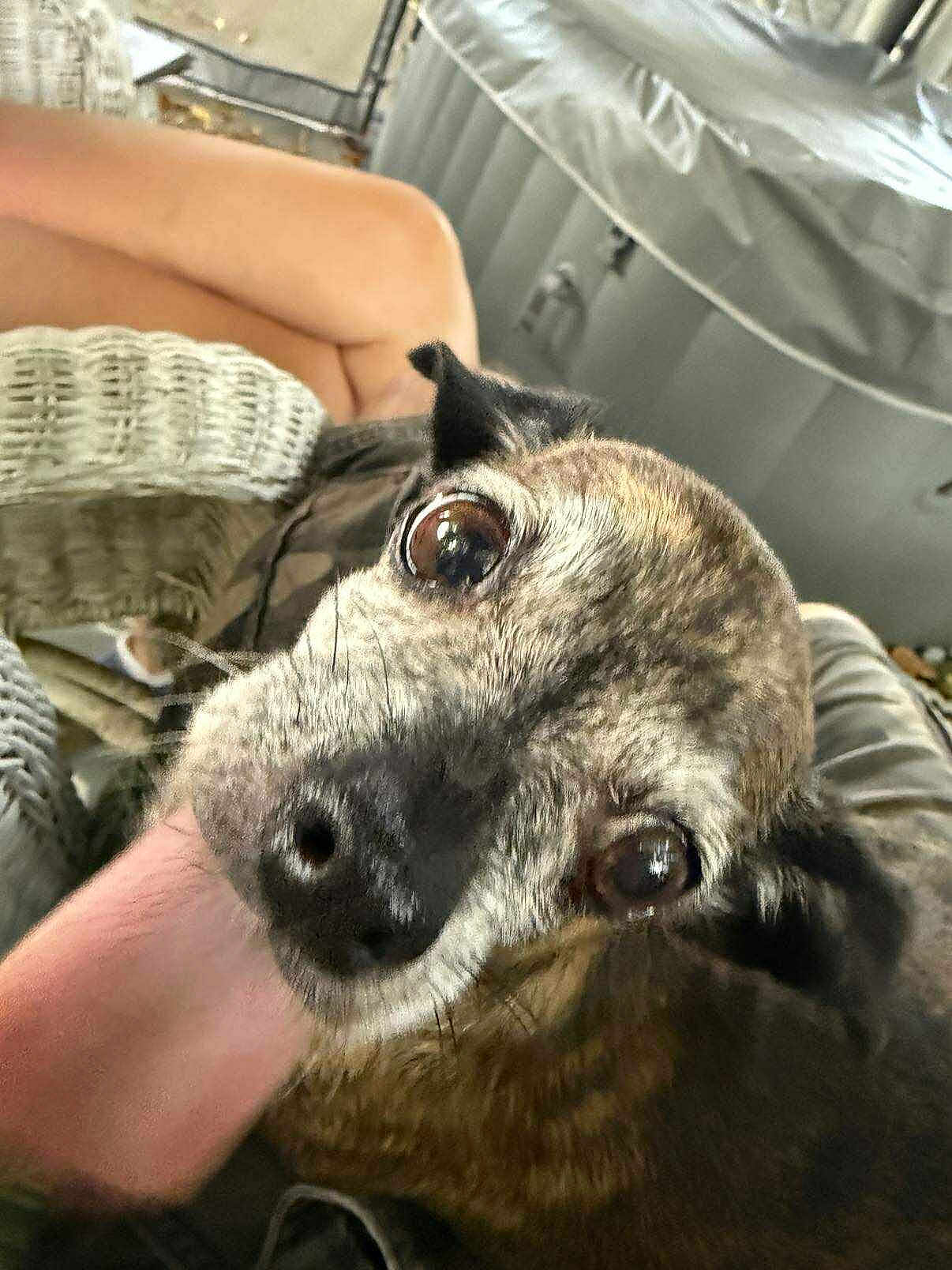 Bella