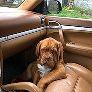 Salto a rejoint le concours — aidez-le/la à gagner de superbes lots ! dog, car_interior, leather_seat, brown_dog, wrinkled_face, passenger_seat, window, side_mirror, green_grass, stone_wall, outdoor, resting, pet, canine, daylight, tan_color, relaxed, animal, domestic_animal, vehicle