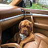 dog, car_interior, leather_seat, brown_dog, wrinkled_face, passenger_seat, window, side_mirror, green_grass, stone_wall, outdoor, resting, pet, canine, daylight, tan_color, relaxed, animal, domestic_animal, vehicle