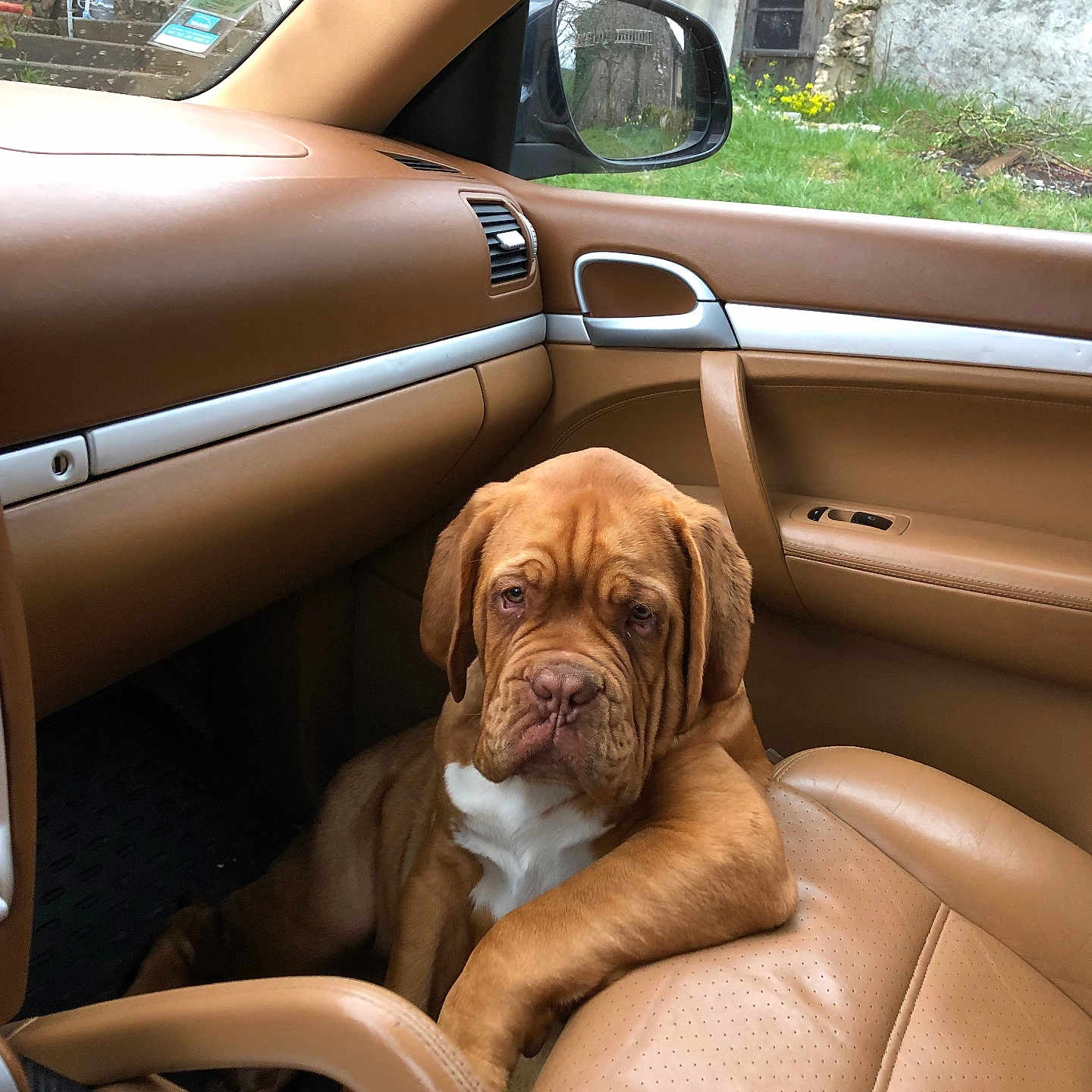 Salto a rejoint le concours — aidez-le/la à gagner de superbes lots ! dog, car_interior, leather_seat, brown_dog, wrinkled_face, passenger_seat, window, side_mirror, green_grass, stone_wall, outdoor, resting, pet, canine, daylight, tan_color, relaxed, animal, domestic_animal, vehicle