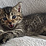 Pietra a rejoint le concours — aidez-le/la à gagner de superbes lots ! kitten, cat, tabby, animal, pet, feline, lying_down, stretching, open_mouth, pink_tongue, blue_eyes, striped_fur, curled_tail, fluffy_blanket, indoor, close_up, cute, playful, whiskers, portrait
