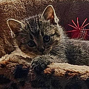 Pietra a rejoint le concours — aidez-le/la à gagner de superbes lots ! cat, kitten, animal, furry, fluffy, striped, tabby, closeup, portrait, sleepy, peeking, eyes, ears, whiskers, blanket, cozy, indoors, red_decoration, textured, cute