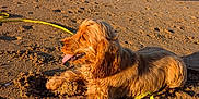 Alphons a rejoint le concours — aidez-le/la à gagner de superbes lots ! dog, beach, sand, leash, ocean, sky, sunlight, outdoor, animal, pet, playful, tongue_out, golden_brown, fur, paw_prints, relaxing, summer, water, shore, nature