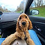 dog, puppy, golden_retriever, car_interior, lap, window, road, grass, sky, seat, seatbelt, person, blue_jeans, dog_collar, fur, nose, ears, dashboard, side_mirror, leash