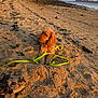 dog, beach, sand, leash, sunset, nature, water, shoreline, trees, people, walking, outdoor, coast, relaxing, golden_retriever, animal, daylight, scenic, vacation, calm