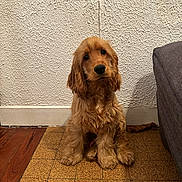 Alphons participe au concours pour gagner de l'argent avec cette photo : dog, puppy, golden_brown, long_ears, sitting, indoor, floor, tiled_floor, textured_wall, curious_expression, pet, canine, furry, adorable, couch, home, portrait, animal, companion, cute