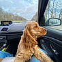 dog, golden_retriever, car_interior, window, road, trees, cloudy_sky, person, lap, side_mirror, dashboard, seat, blue_jeans, leash, travel, pet, animal, long_ears, fur, daytime