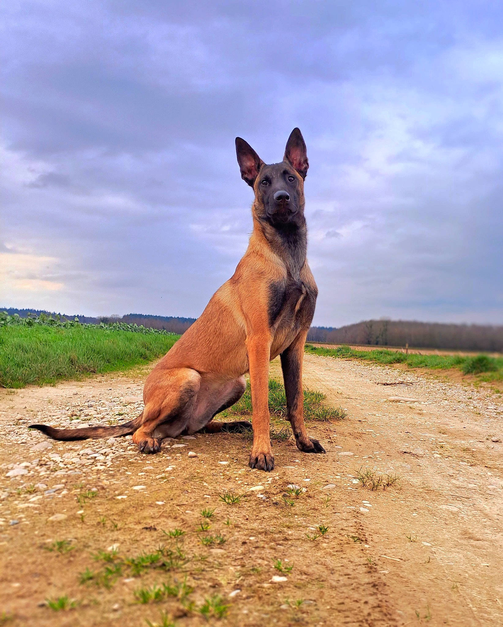 Iska participe au concours pour gagner de l'argent avec cette photo : canidae, carnivore, cloud, companion_dog, dog, dog_breed, fawn, foot, grass, grassland, landscape, paw, plant, prairie, sky, snout, sporting_group, tail, terrestrial_animal, wildlife