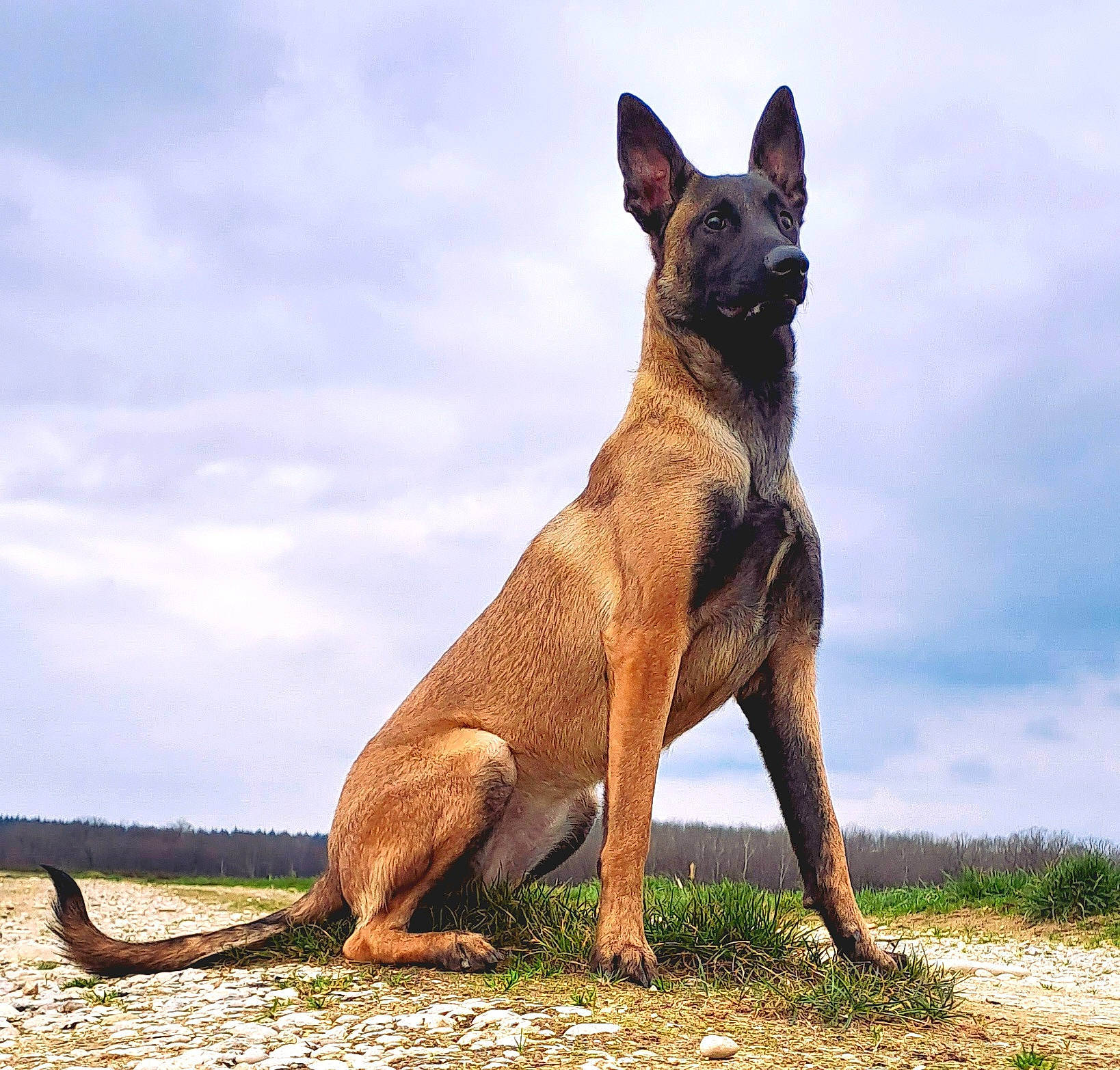 Iska participe au concours pour gagner de l'argent avec cette photo : ancient_dog_breeds, balance, canidae, carnivore, cloud, companion_dog, dog, dog_breed, hunting_dog, liver, non_sporting_group, sky, sporting_group, tail, terrestrial_animal, whiskers, working_dog