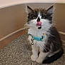 kitten, cat, black_and_white, fluffy, collar, bell, tongue_out, litter_box, gravel, pet, cute, small, feline, whiskers, playful, indoor, young, animal, fur, sitting