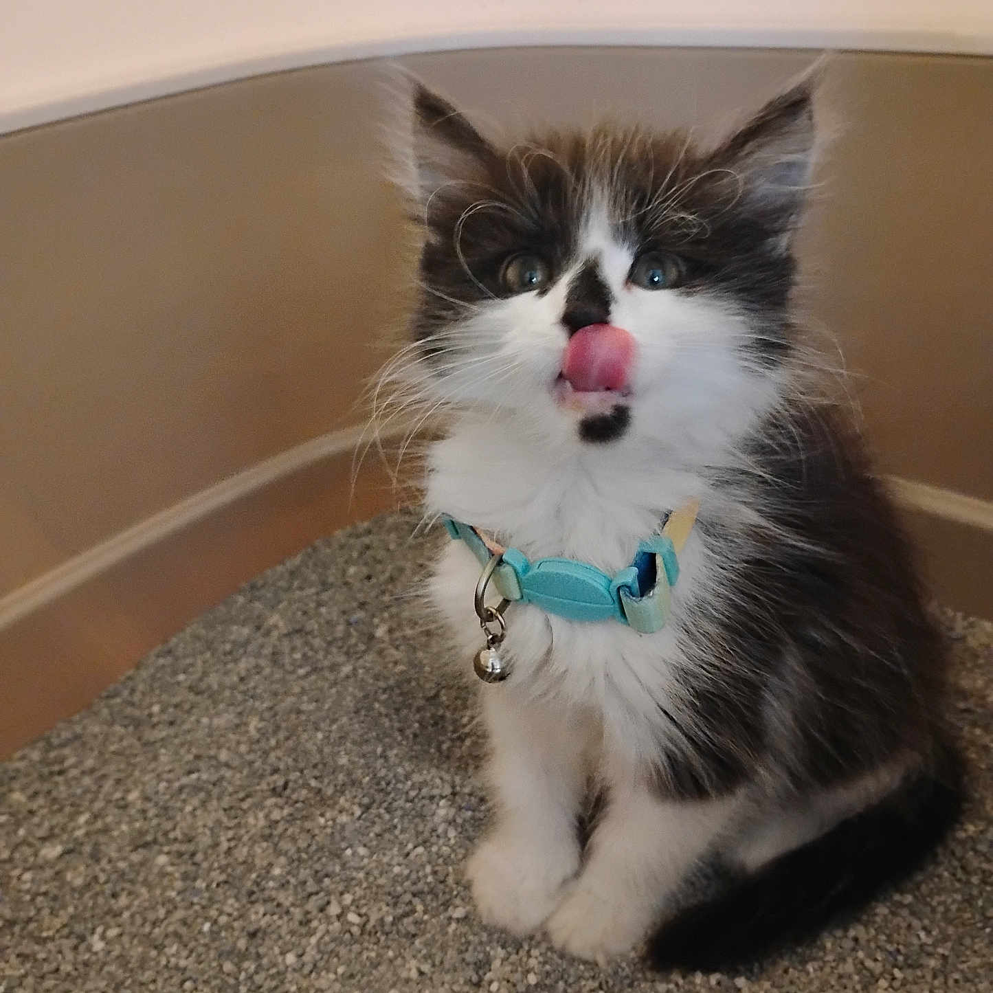 Pecas joined the competition — help win amazing prizes! animal, bell, black_and_white, cat, collar, cute, feline, fluffy, fur, gravel, indoor, kitten, litter_box, pet, playful, sitting, small, tongue_out, whiskers, young
