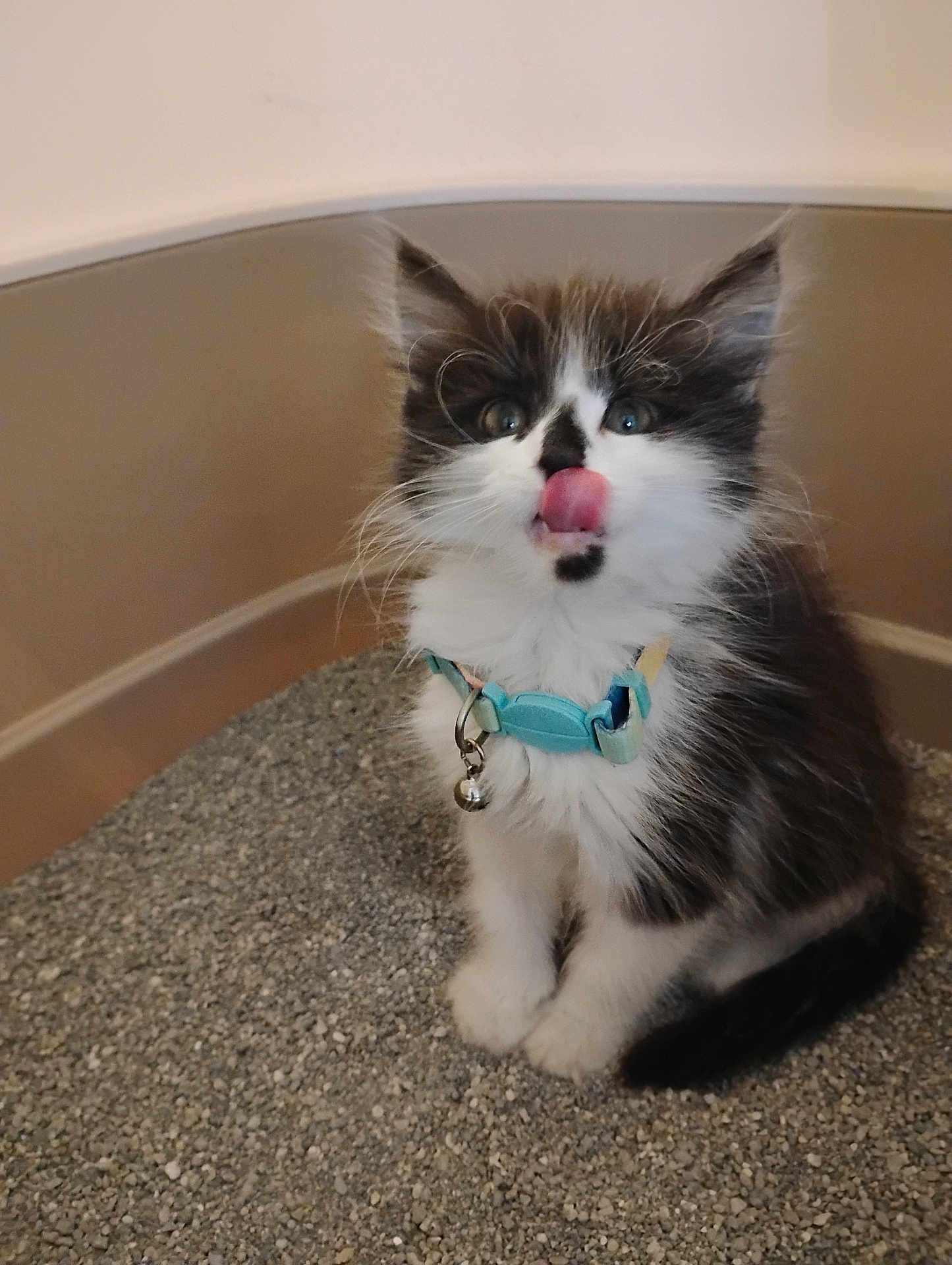 Pecas joined the competition — help win amazing prizes! kitten, cat, black_and_white, fluffy, collar, bell, tongue_out, litter_box, gravel, pet, cute, small, feline, whiskers, playful, indoor, young, animal, fur, sitting