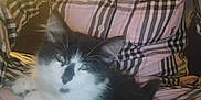 Pecas joined the competition — help win amazing prizes! animal, black_and_white, cat, closeup, comfort, cozy, cute, fluffy, fur, indoors, kitten, person, pet, plaid, relaxed, resting, shirt, soft_light, sunlight, whiskers