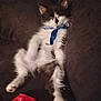 Pecas joined the competition — help win amazing prizes! animal, black_and_white, cat, comfort, couch, domestic, feline, fluffy, fur, indoor, kitten, paw, pet, red_fabric, relaxed, resting, scarf, sleepy, soft_lighting, whiskers