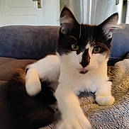 Pecas is registered to the contest to win money with this photo: animal, black_and_white, blanket, cat, couch, cozy, cute, ears, feline, fur, furniture, home, indoor, living_room, mammal, paw, pet, relaxed, resting, whiskers