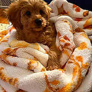 Lucy is registered to the contest to win money with this photo: puppy, dog, blanket, cozy, fur, pet, cute, indoor, warm, snuggle, animal, young, soft, comfort, relaxing, brown, small, face, portrait, furry