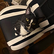 Sebastian Williams is registered to the contest to win money with this photo: cat, tuxedo_cat, chair, gaming_chair, black_and_white, pet, indoor, floor, whiskers, yellow_eyes, curious, feline, animal, looking_up, collar, domestic_cat, seated, home, fur, cute