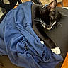 Sebastian Williams joined the competition — help win amazing prizes! cat, black_cat, white_paws, sleeping, resting, chair, office_chair, blue_cloth, furniture, indoor, pet, animal, cozy, nap, relaxing, whiskers, black_fur, white_markings, paw, mesh_chair