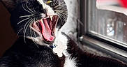 Sebastian Williams joined the competition — help win amazing prizes! cat, black_and_white, yawning, tongue, teeth, whiskers, window, windowsill, sunlight, pet, animal, fur, indoor, relaxed, closeup, portrait, feline, collar, tag, resting
