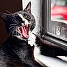 cat, black_and_white, yawning, tongue, teeth, whiskers, window, windowsill, sunlight, pet, animal, fur, indoor, relaxed, closeup, portrait, feline, collar, tag, resting