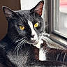Sebastian Williams joined the competition — help win amazing prizes! cat, black_cat, white_fur, yellow_eyes, whiskers, pet, indoor, window, sunlight, relaxing, animal, feline, closeup, portrait, domestic_cat, fur_texture, looking_out, natural_light, sitting, calm