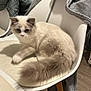 animal, cat, coat, cream_fur, curious, domestic_cat, fluffy, furniture, gray_fur, household, indoor, jacket, mammal, pet, photo_collage, relaxed, sitting, tail, white_chair, wood_floor