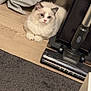 animal, beige_fur, blue_eyes, cat, curtain, cute, domestic, feline, floor, fluffy, home, indoor, looking, lying, pet, quiet, relaxed, vacuum_cleaner, white_fur, wooden_floor