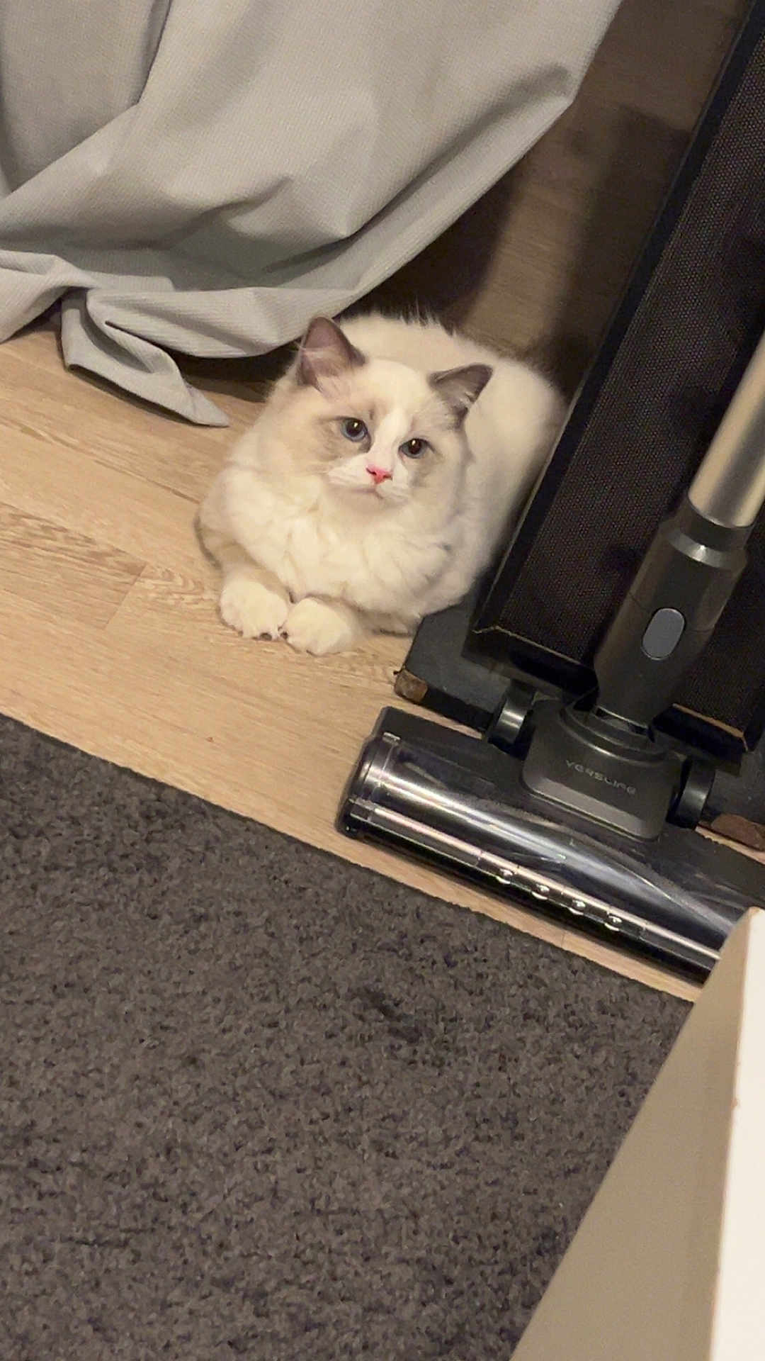 Aïko