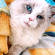Aïko a rejoint le concours — aidez-le/la à gagner de superbes lots ! animal, blanket, blue_eyes, cat, close_up, comfort, cozy, cute, feline, fluffy, fur, indoor, laying_down, paw, pet, pink_nose, relaxed, resting, soft_texture, whiskers