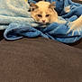 Aïko participe au concours pour gagner de l'argent avec cette photo : animal, blanket, blue, cat, comfort, couch, cozy, cute, ears, face, feline, fur, home, indoor, pet, relaxed, resting, soft, whiskers, yellow