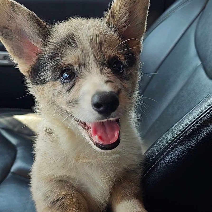 Ayden joined the competition — help win amazing prizes! animal, bodypart, canine, chihuahua, couch, cushion, dog, eskimodog, face, furniture, head, homedecor, husky, mouth, person, pet, photography, portrait, puppy, teeth