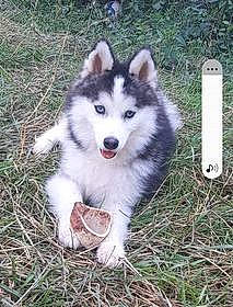 Max participe au concours pour gagner de l'argent avec cette photo : ancient_dog_breeds, canidae, carnivore, companion_dog, dog, dog_breed, fur, gas, grass, jaw, measuring_instrument, plant, ruler, siberian_husky, sled_dog, snout, sporting_group, terrestrial_animal, working_animal, working_dog