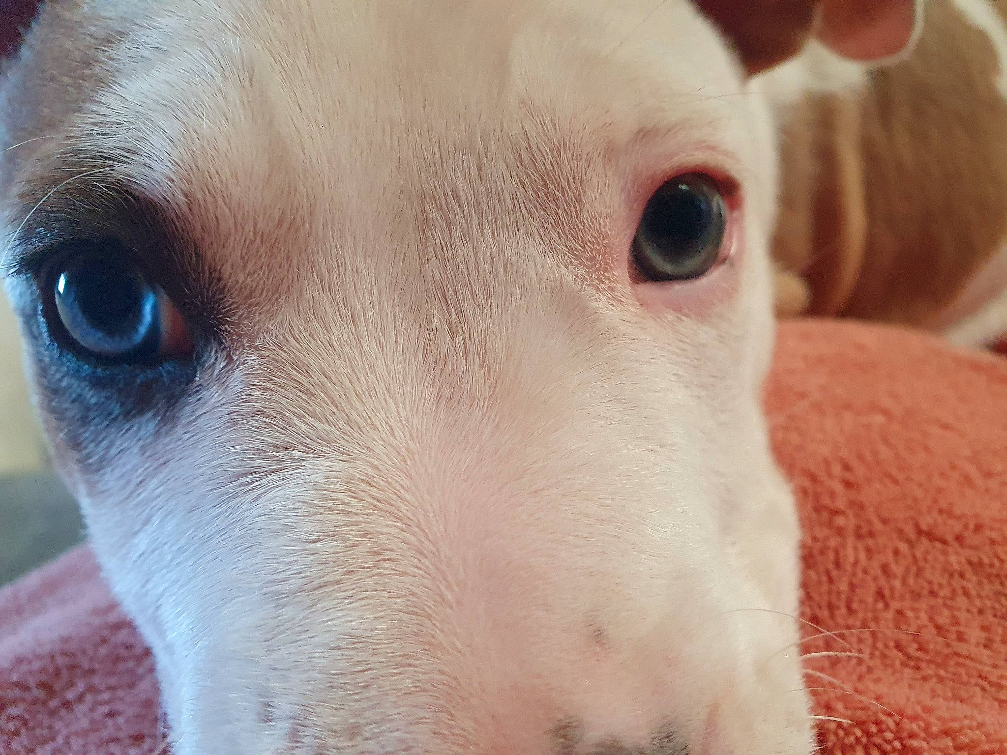 Taya participe au concours pour gagner de l'argent avec cette photo : canidae, carnivore, close_up, collar, companion_dog, dog, dog_breed, ear, fawn, fur, no_expression, non_sporting_group, snout, sporting_group, terrestrial_animal, whiskers, working_animal