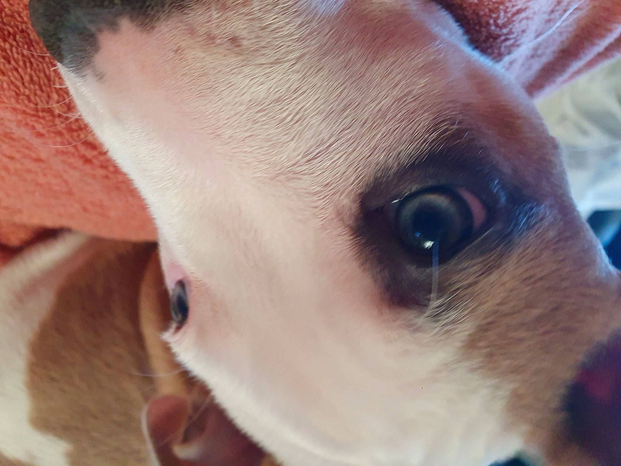 Taya a rejoint le concours — aidez-le/la à gagner de superbes lots ! canidae, carnivore, close_up, collar, companion_dog, dog, dog_breed, dog_collar, ear, eyelash, fawn, fur, plant, snout, sporting_group, terrestrial_animal, toy_dog, whiskers, working_animal, wrinkle