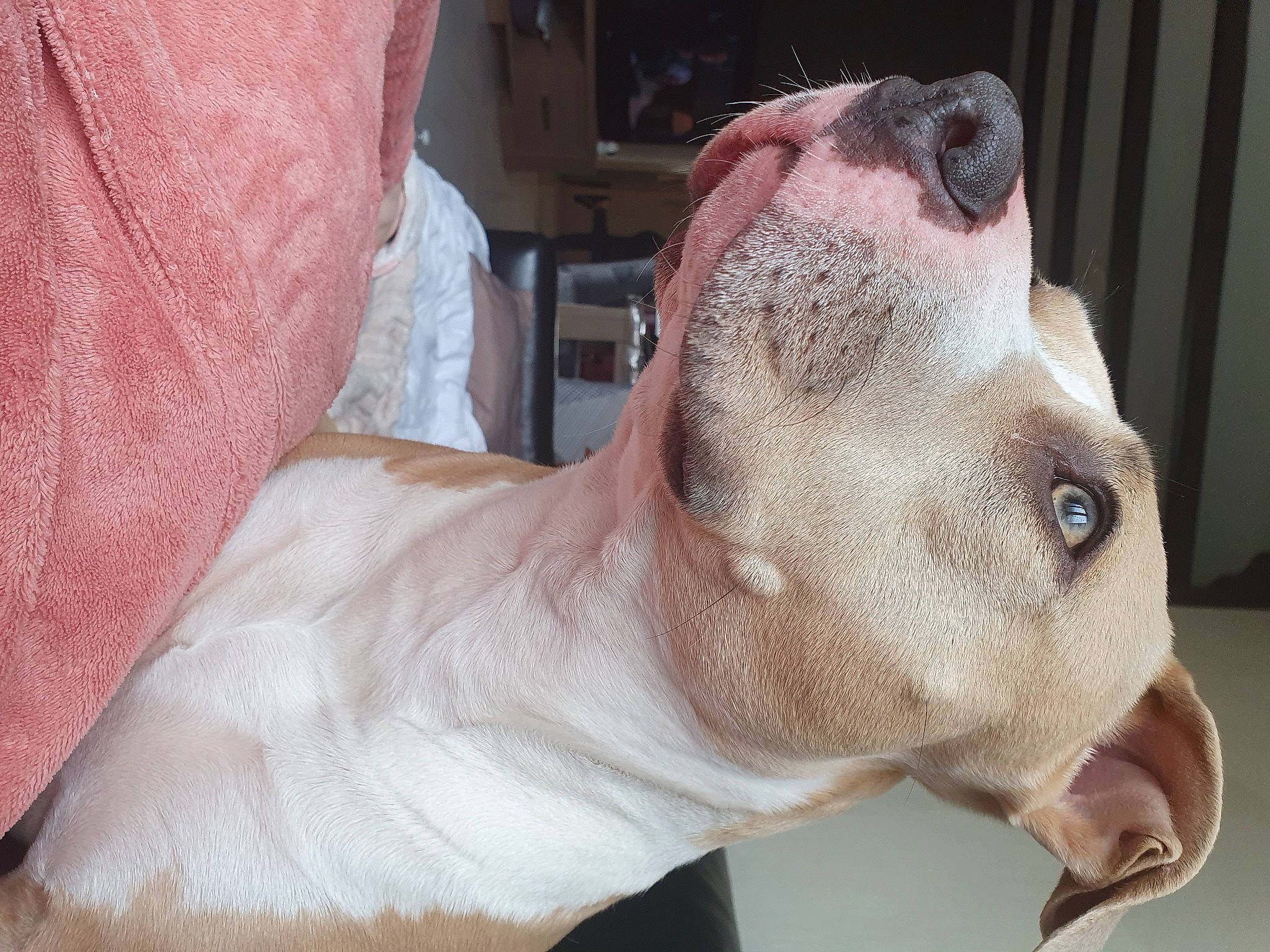 Pia participe au concours pour gagner de l'argent avec cette photo : canidae, carnivore, collar, companion_dog, dog, dog_breed, ear, fawn, flesh, guard_dog, jaw, liver, non_sporting_group, pet_supply, snout, sporting_group, terrestrial_animal, whiskers, working_animal, wrinkle