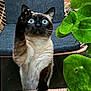 cat, siamese_cat, blue_eyes, paw, whiskers, wicker_chair, glass_table, green_leaves, curious, indoor, pet, feline, closeup, animal, claw, fur, table, plant, chair, looking_up