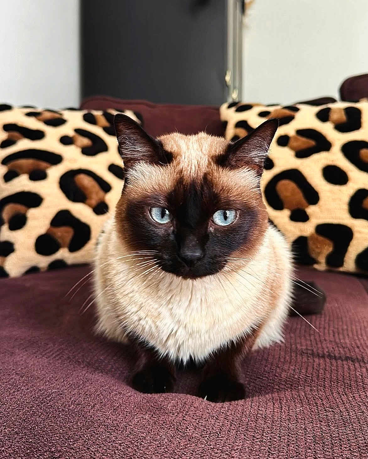 Coco participe au concours pour gagner de l'argent avec cette photo : cat, siamese_cat, blue_eyes, indoor, couch, leopard_print, cushions, furniture, pet, animal, fur, whiskers, sitting, close_up, portrait, domestic_cat, cozy, home, cute, feline