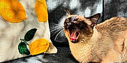Coco participe au concours pour gagner de l'argent avec cette photo : cat, siamese_cat, yawning, couch, pillow, lemons, embroidery, sunlight, shadow, indoor, pet, animal, relaxed, cozy, fur, whiskers, mouth_open, resting, home, fabric