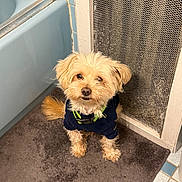 Chiquitin joined the competition — help win amazing prizes! animal, bathroom, bathtub, blue, brown, cute, dog, domestic, floor_mat, fluffy, fur, indoor, looking_up, mesh, pet, small_dog, sweater, tile_floor, vent, white