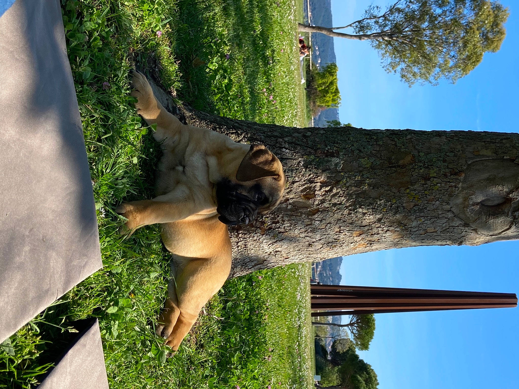 Saïko a rejoint le concours — aidez-le/la à gagner de superbes lots ! adaptation, art, beauty, botany, elbow, grass, green, leisure, light, monument, plant, religious_item, sculpture, sky, statue, tree, trunk, vegetation, wood, woody_plant