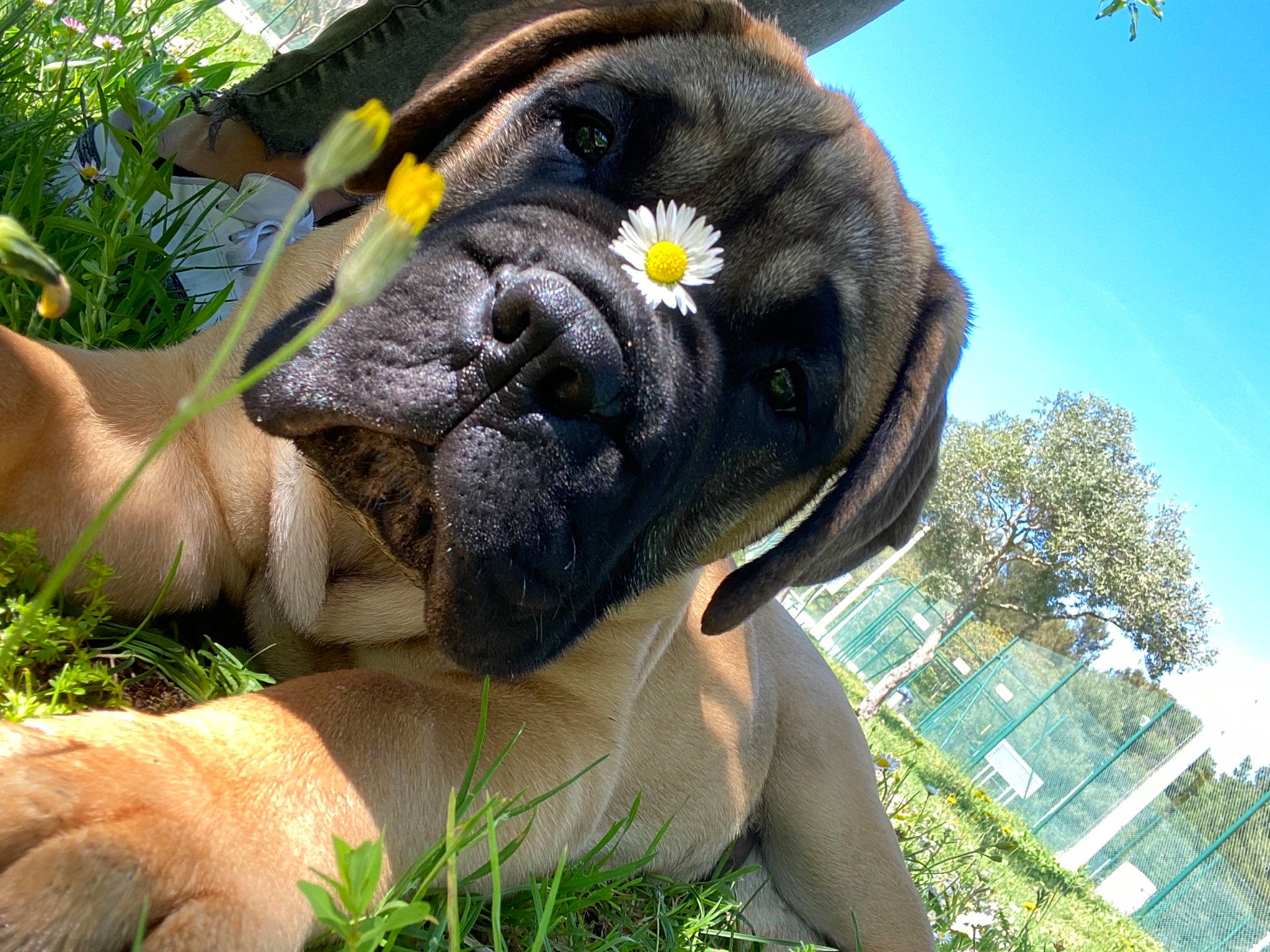 Saïko a rejoint le concours — aidez-le/la à gagner de superbes lots ! canidae, carnivore, companion_dog, dog, dog_breed, fawn, flower, grass, green, light, photograph, plant, sky, snout, sporting_group, terrestrial_animal, tree, working_animal, wrinkle, yellow