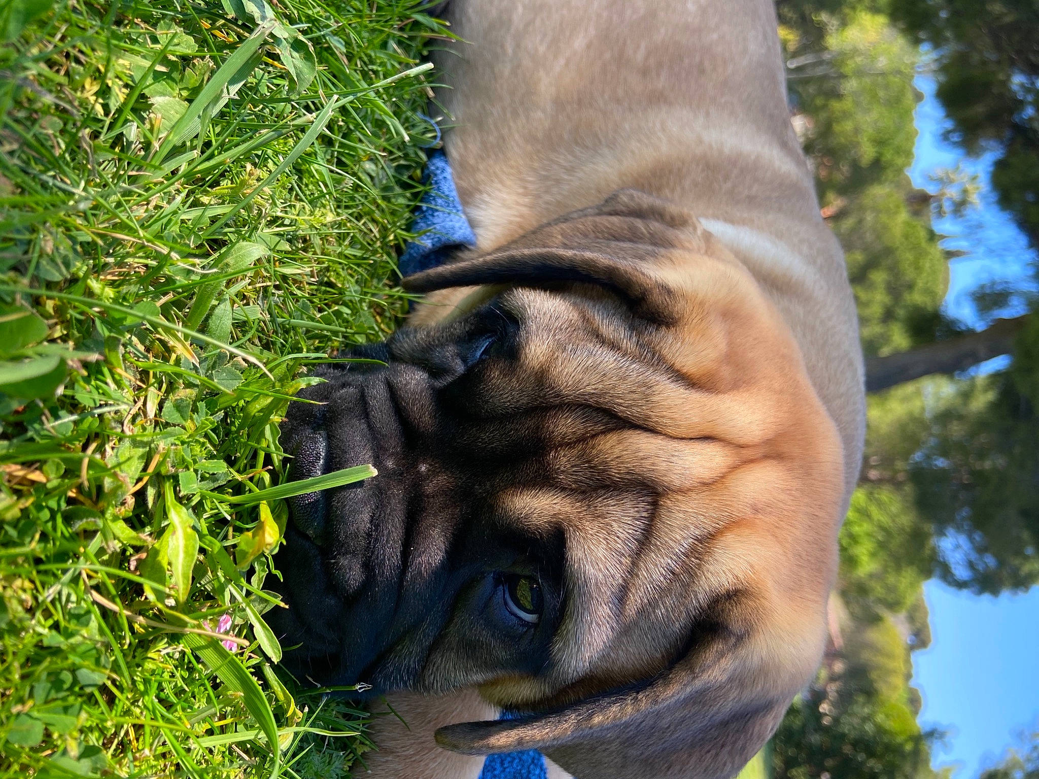 Saïko a rejoint le concours — aidez-le/la à gagner de superbes lots ! botany, eye, fawn, foot, gesture, grass, human_body, human_leg, leg, nail, people_in_nature, plant, snout, terrestrial_animal, thumb, tree, trunk, wildlife, wood, wrinkle