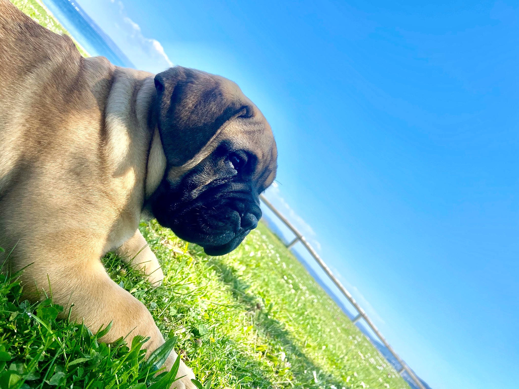 Saïko participe au concours pour gagner de l'argent avec cette photo : canidae, carnivore, companion_dog, dog, dog_breed, dog_collar, fawn, garden_hose, grass, guard_dog, house, plant, pug, sky, snout, sporting_group, toy_dog, water, working_dog, wrinkle