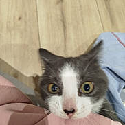 Souki participe au concours pour gagner de l'argent avec cette photo : animal, cat, close_up, clothing, curious, cute, domestic, feline, floor, gray_and_white, indoor, looking_up, pet, pink_fabric, playful, soft_texture, whiskers, wide_eyes, wooden_floor, young_cat